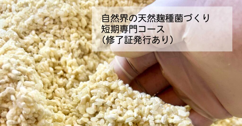 天然麹菌培養単発講座